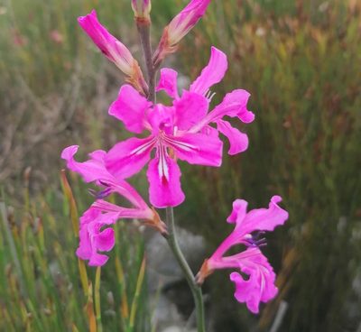 Tritoniopsis lata, photographed by flamelily