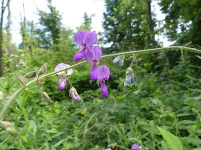 Desmodium canescens, photographed by botanygirl
