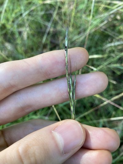 Bothriochloa macra, photographed by Thomas Mesaglio