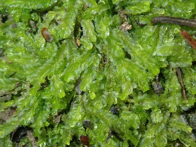 Lophocolea semiteres, photographed by Thomas Mesaglio
