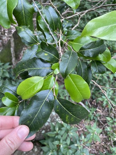 Casearia multinervosa, photographed by Greg Tasney