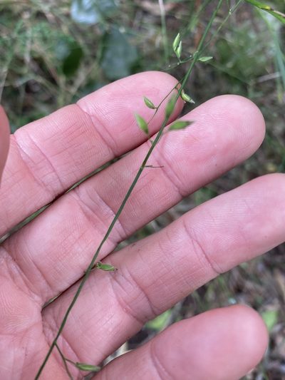 Cleistochloa uncinulata, photographed by Greg Tasney