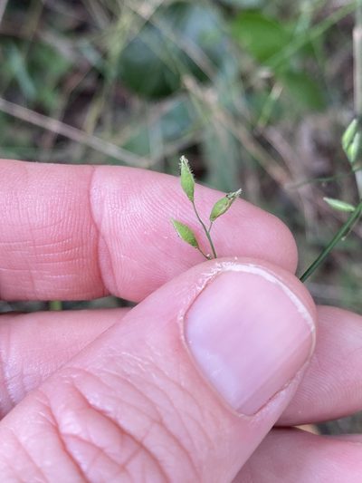 Cleistochloa uncinulata, photographed by Greg Tasney