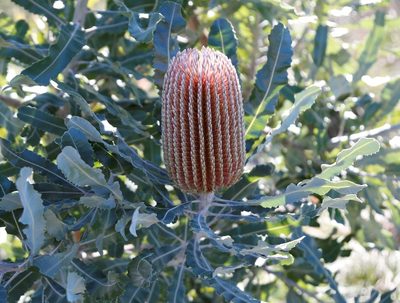 Banksia menziesii, photographed by Margaret Langley