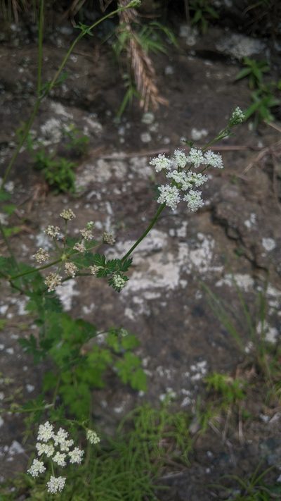 Kitagawia formosana, photographed by Cheng-Te Hsu