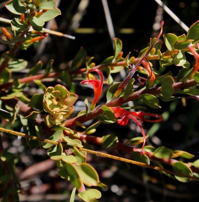 Adenanthos obovatus, photographed by Margaret Langley