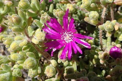 Drosanthemum hispidum, photographed by Peter Warren