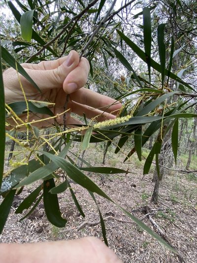 Acacia concurrens, photographed by Greg Tasney
