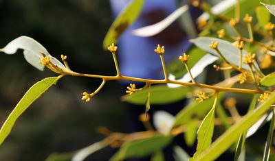 Eucalyptus todtiana, photographed by Margaret Langley