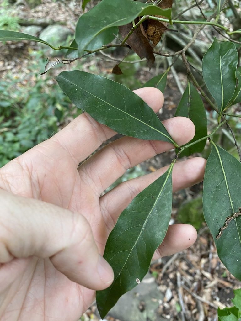 Cryptocarya bidwillii, photographed by Greg Tasney