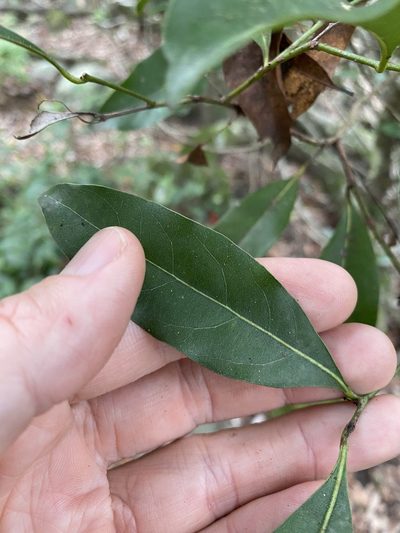 Cryptocarya bidwillii, photographed by Greg Tasney