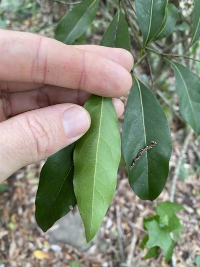 Cryptocarya bidwillii, photographed by Greg Tasney