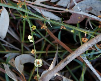 Acacia stenoptera, photographed by Margaret Langley