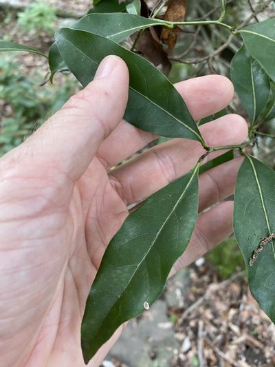 Cryptocarya bidwillii, photographed by Greg Tasney