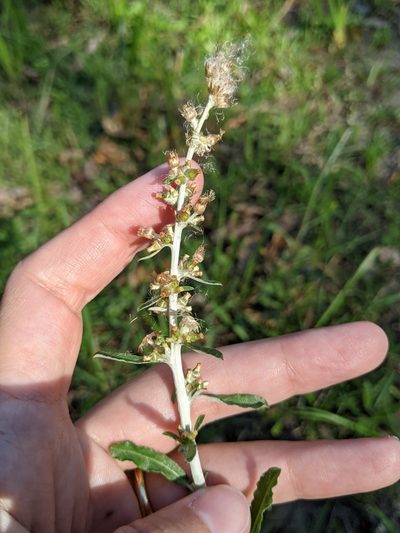 Gamochaeta argyrinea, photographed by Alison Northup