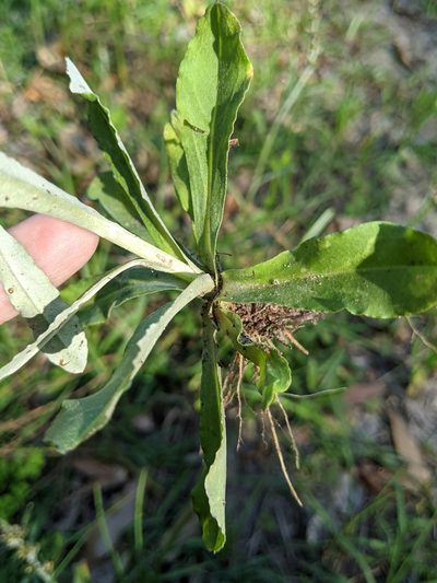 Gamochaeta argyrinea, photographed by Alison Northup