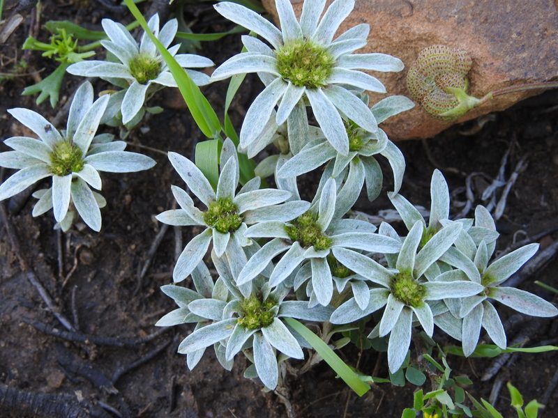 Filago asterisciflora, photographed by Aissa Djamel Filali