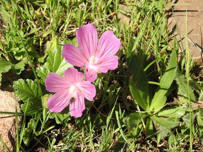 Malope malacoides, photographed by Aissa Djamel Filali