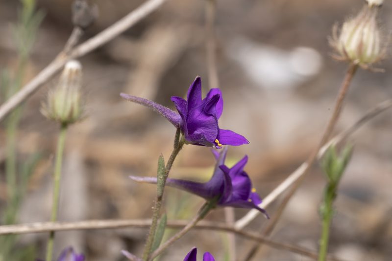 Delphinium arenarium, photographed by Eleftherios Katsillis