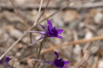 Delphinium arenarium, photographed by Eleftherios Katsillis
