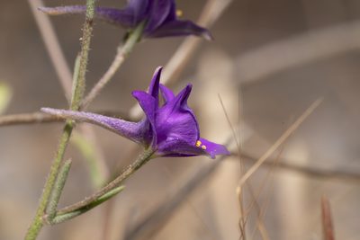 Delphinium arenarium, photographed by Eleftherios Katsillis