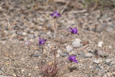 Delphinium arenarium, photographed by Eleftherios Katsillis