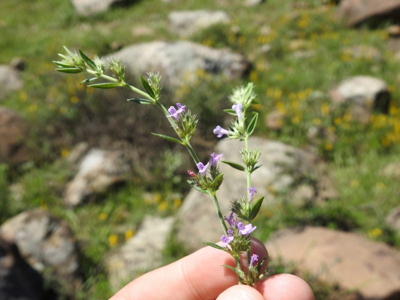 Micromeria graeca, photographed by Aissa Djamel Filali