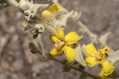Verbascum syriacum, photographed by Eleftherios Katsillis