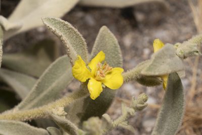 Verbascum syriacum, photographed by Eleftherios Katsillis