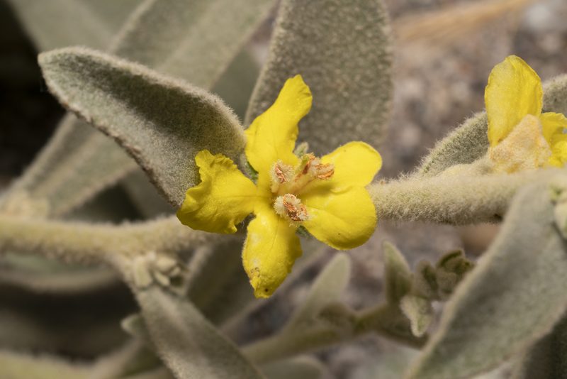 Verbascum syriacum, photographed by Eleftherios Katsillis