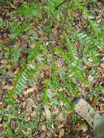 Arcoa gonavensis, photographed by Yolanda M. Leon