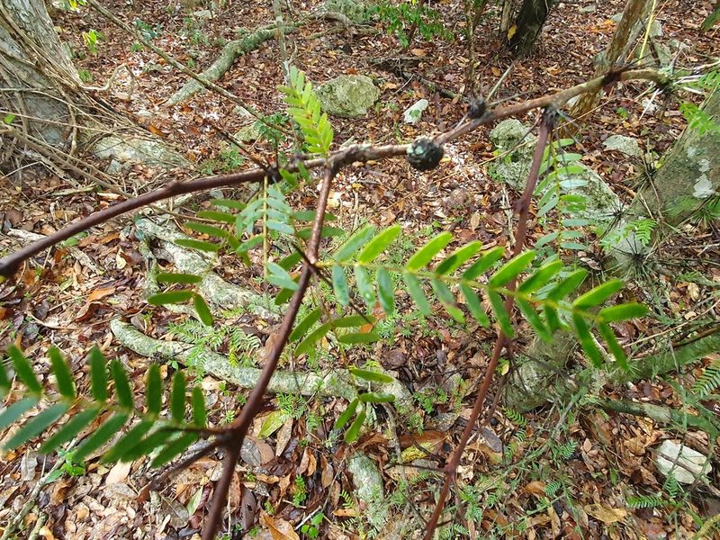 Arcoa gonavensis, photographed by Yolanda M. Leon