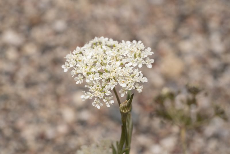 Pimpinella cretica, photographed by Eleftherios Katsillis