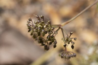 Pimpinella cretica, photographed by Eleftherios Katsillis
