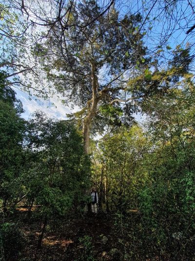 Arcoa gonavensis, photographed by Yolanda M. Leon