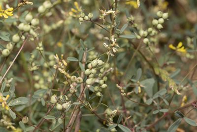 Melilotus neapolitanus, photographed by Eleftherios Katsillis