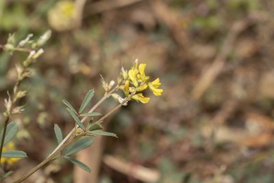Melilotus neapolitanus, photographed by Eleftherios Katsillis