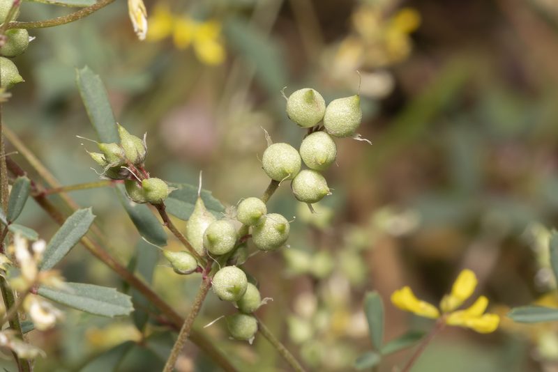 Melilotus neapolitanus, photographed by Eleftherios Katsillis