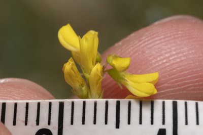 Melilotus neapolitanus, photographed by Eleftherios Katsillis