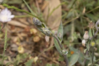 Lactuca tuberosa, photographed by Eleftherios Katsillis