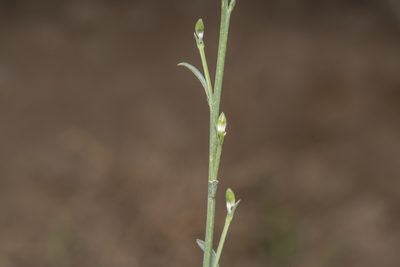 Delphinium peregrinum, photographed by Eleftherios Katsillis
