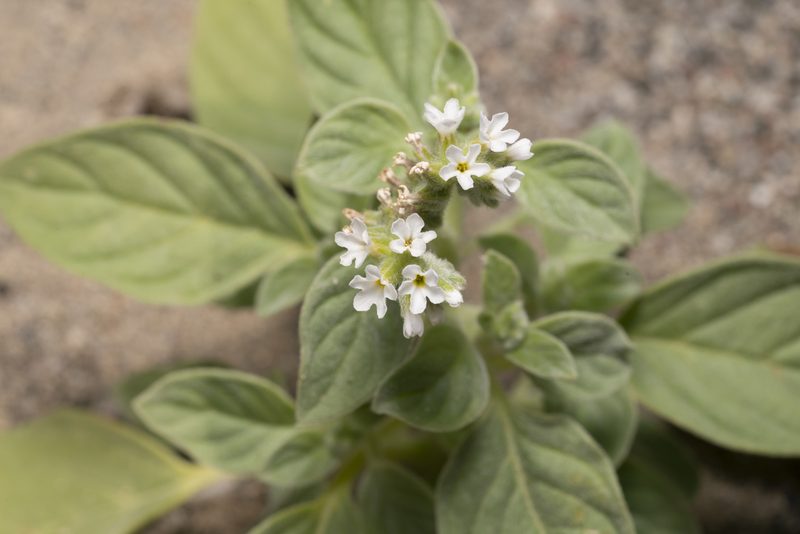 Heliotropium dolosum, photographed by Eleftherios Katsillis