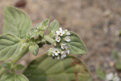 Heliotropium dolosum, photographed by Eleftherios Katsillis