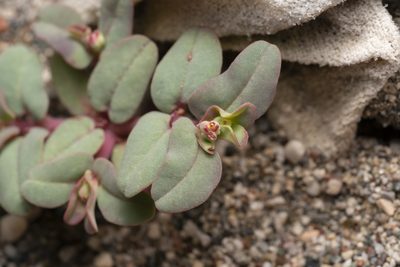 Euphorbia peplis, photographed by Eleftherios Katsillis