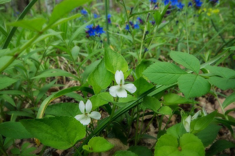 Viola sieheana, photographed by Sergey Cherkasov