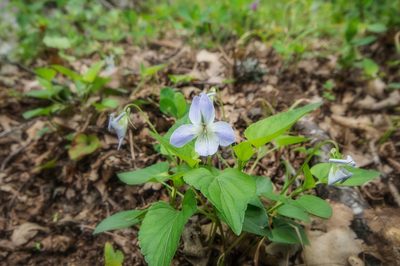 Viola sieheana, photographed by Sergey Cherkasov