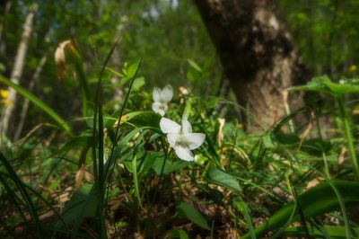 Viola sieheana, photographed by Sergey Cherkasov