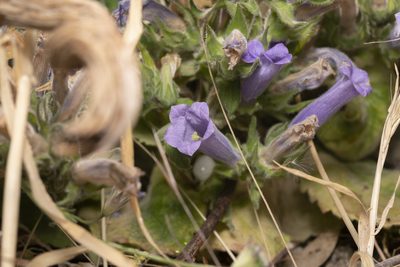 Campanula hagielia, photographed by Eleftherios Katsillis