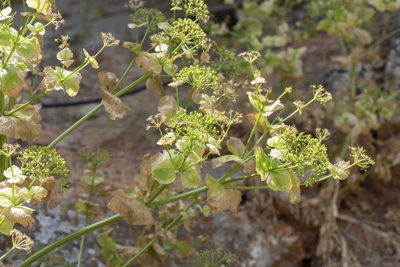 Smyrnium creticum, photographed by Eleftherios Katsillis