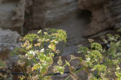 Smyrnium creticum, photographed by Eleftherios Katsillis
